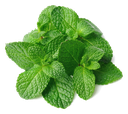 [CON] Pebermynte æterisk olie "mentha piperita" (Konventionel, 1 kg)