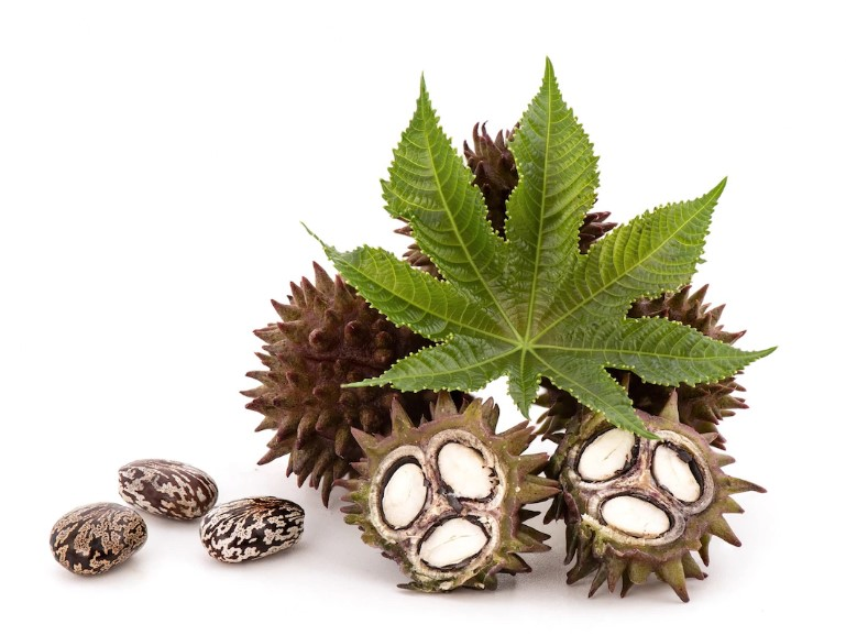 Ricinus vegetabilsk olie "ricinus communis"