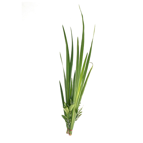 玫瑰草精油“cymbopogon martinii”