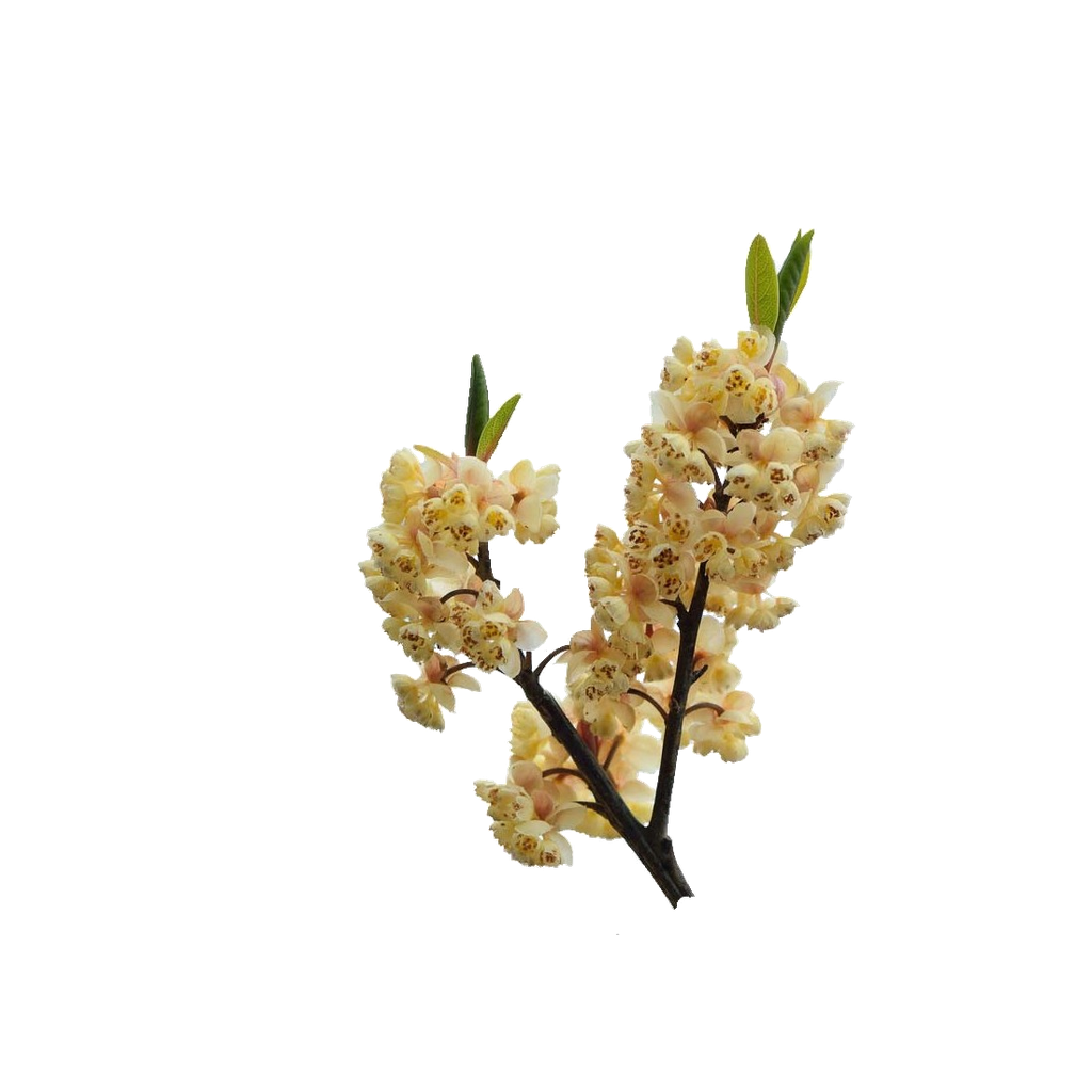 Olio essenziale di verbena esotica "litsea cubeba"