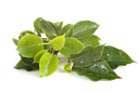 [CON] Olio essenziale di Ravintsara "Cinnamomum camphora cineoliferum" (Convenzionale, 1 kg)