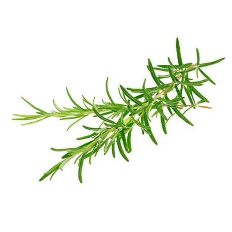 Ulei esențial de rozmarin qt. Camfor "rosmarinus officinalis"