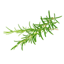 [CON] Biberiye Esansiyel Yağı qt. Kafur "rosmarinus officinalis" (Geleneksel, 1 kg)