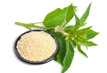 Sesame Vegetable Oil "sesamum indicum"