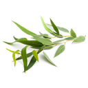 [/-KG01] Eucalyptus citriodora esenciální olej "eucalyptus citriodora" (Konvenční, 1 kg)