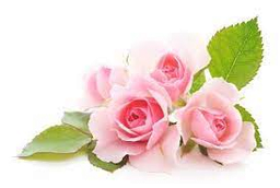 [BIO-/] Organic Rose Damascena Hydrolate