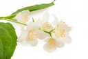 [BIO-/] BIO Oranjebloesemhydrolaat