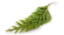 [BIO-/] BIO hidrolat čempresa