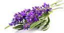[BIO-/] BIO Lavanta Hidrolat