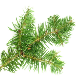 Oli Essencial d'Avet Balsàmic "abies balsamea"