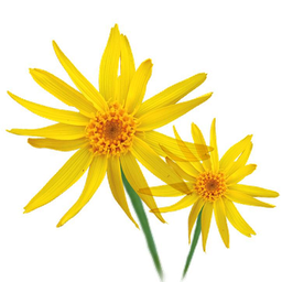 Ulei vegetal de arnica floarea soarelui "arnica montana"
