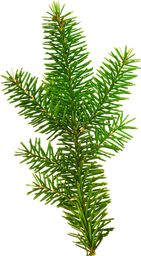 Baltosios eglės eterinis aliejus "abies alba miller"