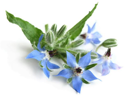 Borage Vegetable Oil "borago officinalis"