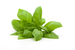 바질 메틸 차비콜 "ocimum Basilicum" 에센셜 오일