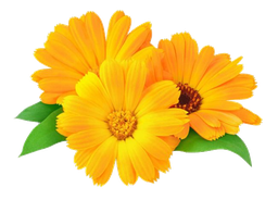 Calendula vegetabilsk olie i solsikke "calendula officinalis"