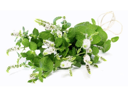 Cayeput æterisk olie "melaleuca cajuputii"