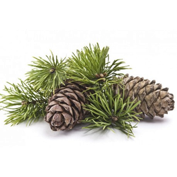 Eterično ulje atlaskog cedra "cedrus atlantica"