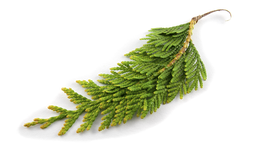 Cypress pure essential oil &quot;cupressus sempervirens&quot;