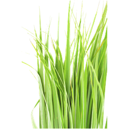 Αιθέριο έλαιο Java Citronella "cymbopogon winterianus"