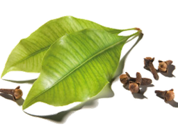 Clove leaf essential oil &quot;eugenia caryophyllata&quot;