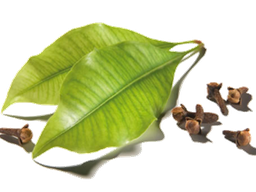 Iltze hostoak "eugenia caryophyllata" olio esentziala
