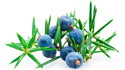 Enbär eterisk olja bär "juniperus communis"
