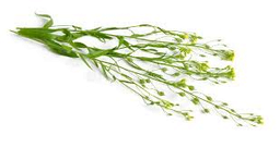 Camelina "Camelina sativa" Biljno ulje