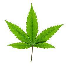 Hennep Plantaardige Olie "cannabis sativa"