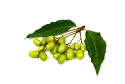 Neem vegetabilsk olie "azadirachta indica"