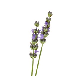 Αιθέριο Έλαιο Λεβάντας "lavandula latifolia"