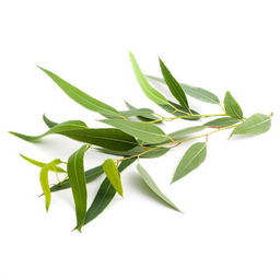 Eucalyptus Lemon essential oil &quot;eucalyptus citriodora&quot;
