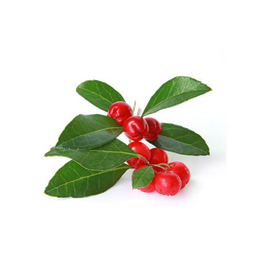 Oli Essencial de Gaulteria "gaultheria procumbens"