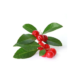 Wintergreen essential oil  &quot;gaultheria procumbens&quot;