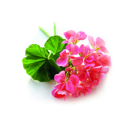 Αιθέριο Έλαιο Γεράνι "pelargonium graveolens".