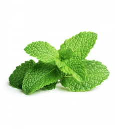Pepermunt etherische olie "mentha spicata"