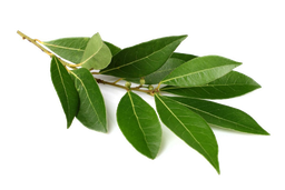 Erramu olio esentziala "laurus nobilis"