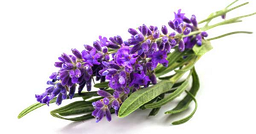 Aceite Esencial de Lavanda &quot;lavandula angustifolia&quot;