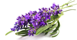 Super Lavandin Essential Oil "lavandula hybrida"
