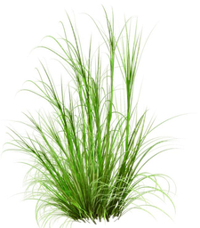 Lemongrass "cimbopogon flexuosus" olio esentziala