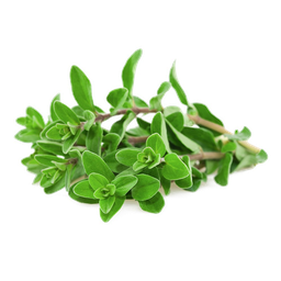 Marjoram Essential Oil "origanum marjoram"