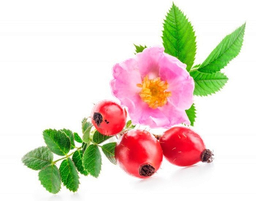 Organic Rosehip Vegetable Oil BIO &quot;rosa rubiginosa