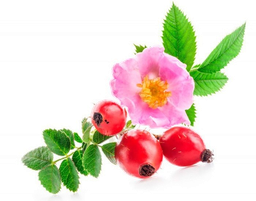 Rozenbottel Plantaardige Olie "rosa canina"