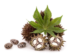 Plantaardige castorolie "ricinus communis"