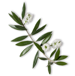 Niauli etherische olie "melaleuca viridiflora"