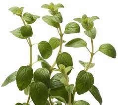 Vulgaire oregano etherische olie "Origanum vulgare"