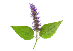 Patchouli etherische olie "pogostemon cablin"