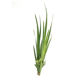 Palmarosa etherische olie "cymbopogon martinii"