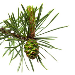 [PPBIO] Maritime pine essential oil &quot;pinus pinaster&quot;