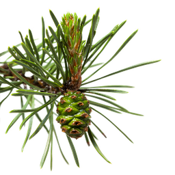 Maritieme den etherische olie (Trement.) "pinus pinaster"