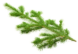 Siberische den etherische olie "abies sibirica"
